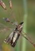 Chrysoteuchia culmella